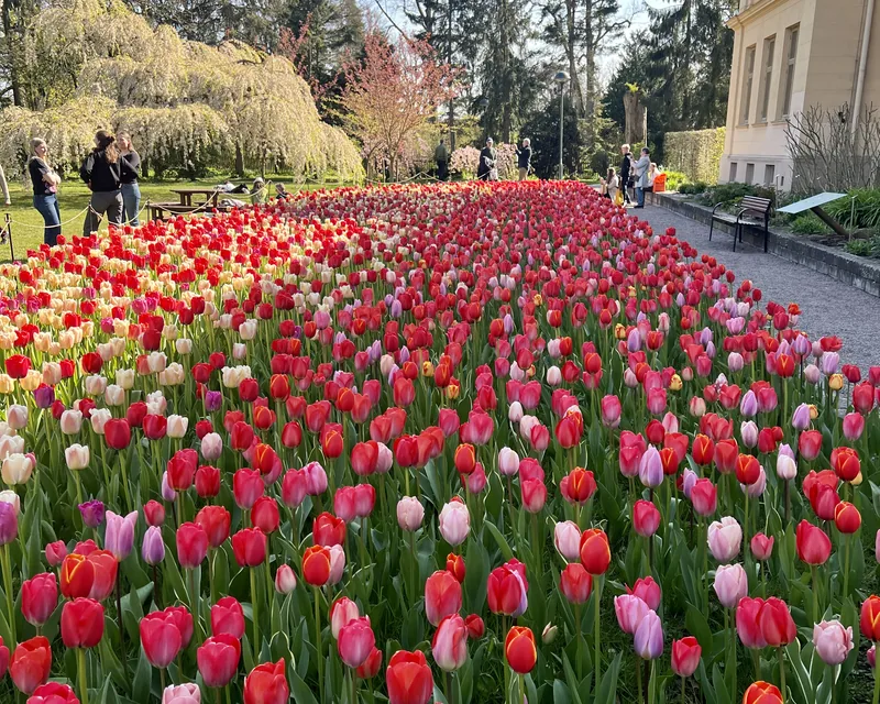 Lund’s botanical gardens